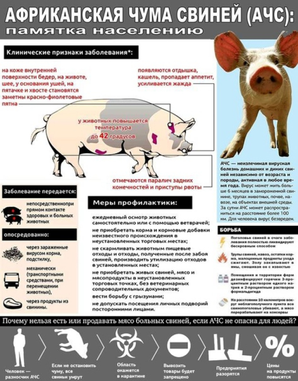 Информация об АЧС и Гепатите Е